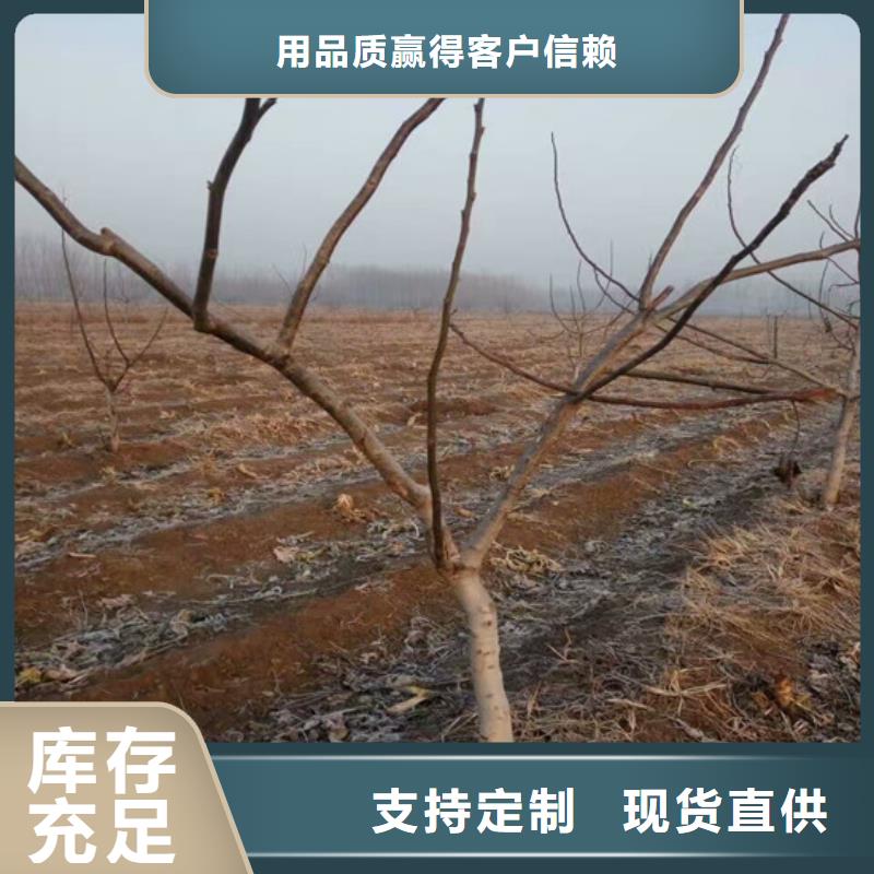 核桃苗果树苗批发基地库存量大