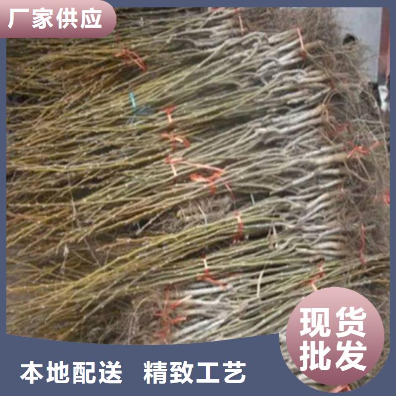 核桃苗桃树苗支持大批量采购