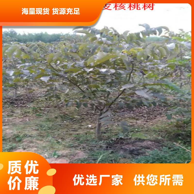 核桃苗果树苗批发基地库存量大