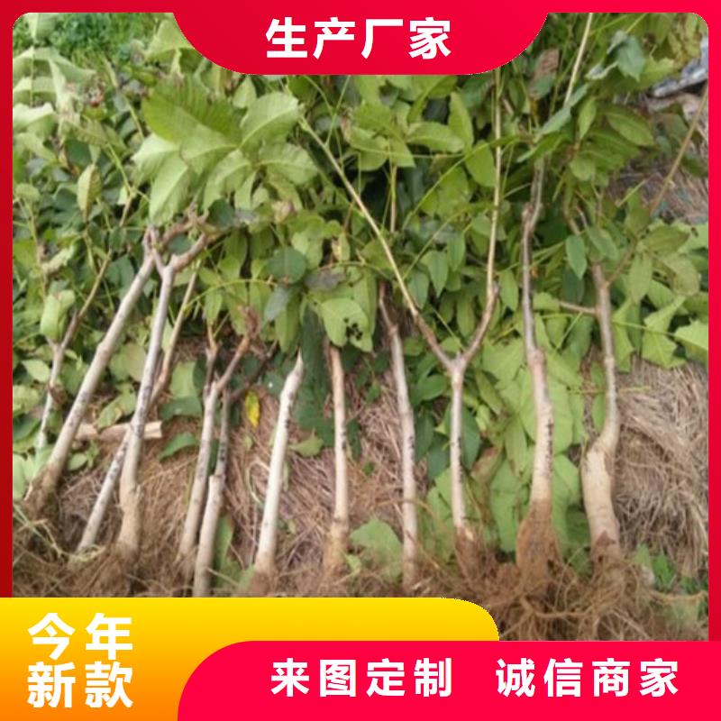 【核桃苗】火箭大樱桃树苗匠心制造