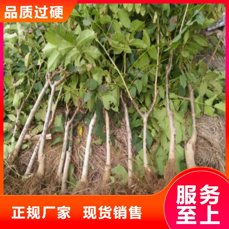 核桃苗蓝莓苗海量现货直销