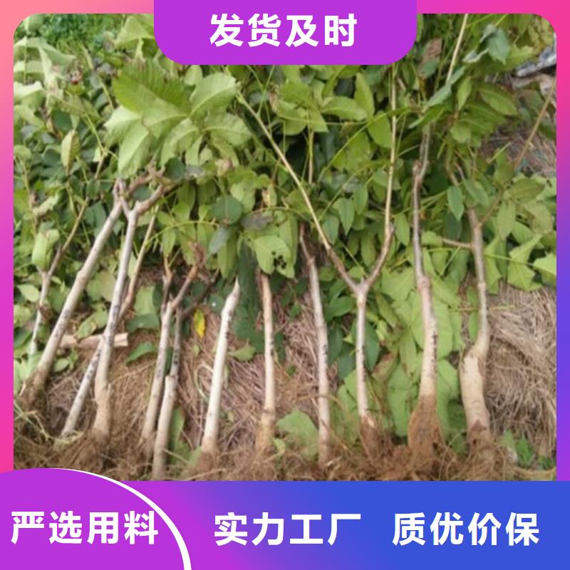 【核桃苗】白桃树苗推荐商家