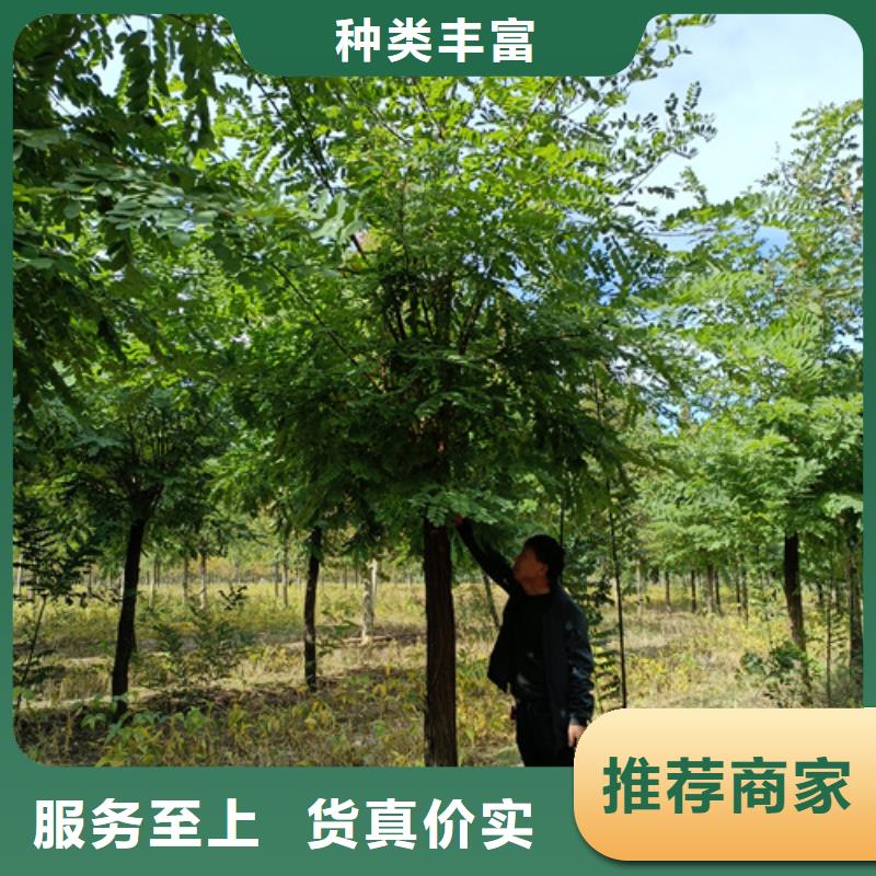 法桐价格种植基地绿化苗木