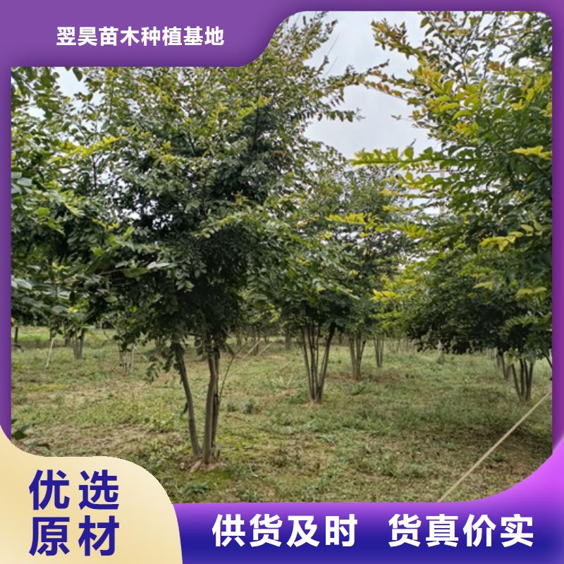 法桐小苗种植基地绿化苗木