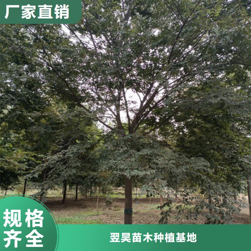 法桐小苗价格优惠苗木基地