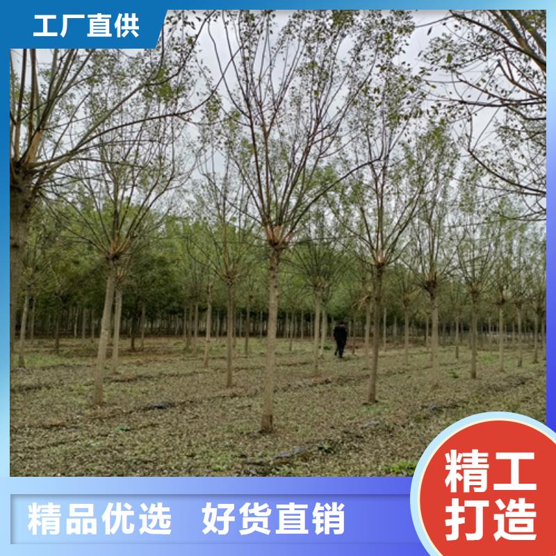 法桐价格种植基地绿化苗木