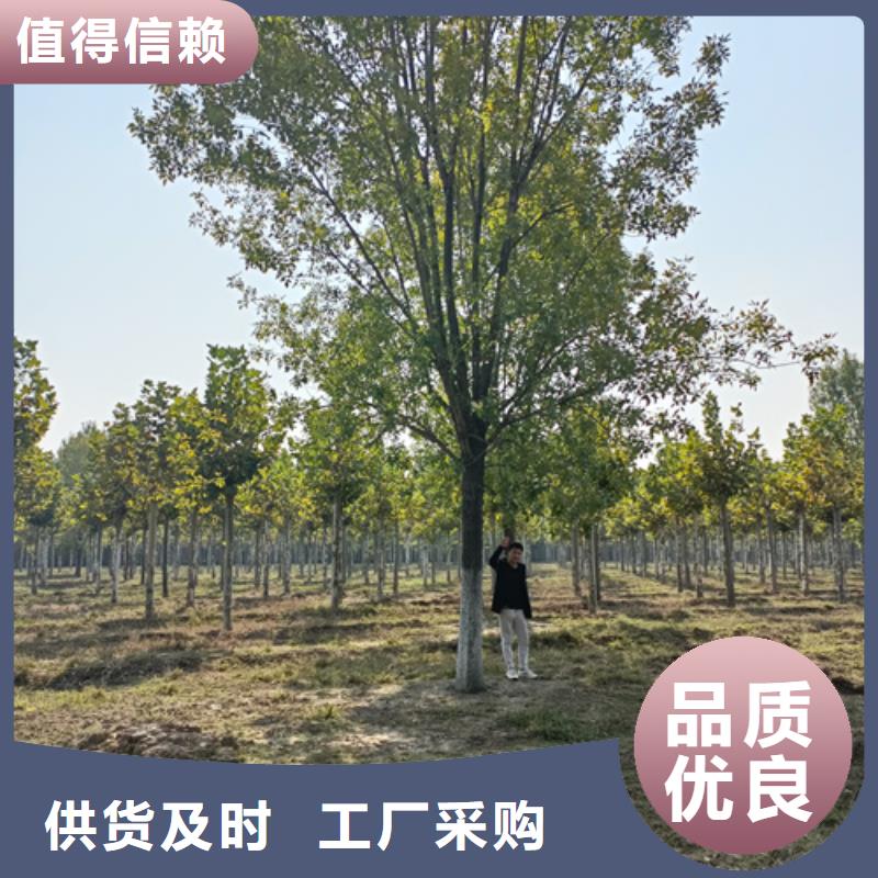 找法桐小苗厂家选翌昊苗木种植基地