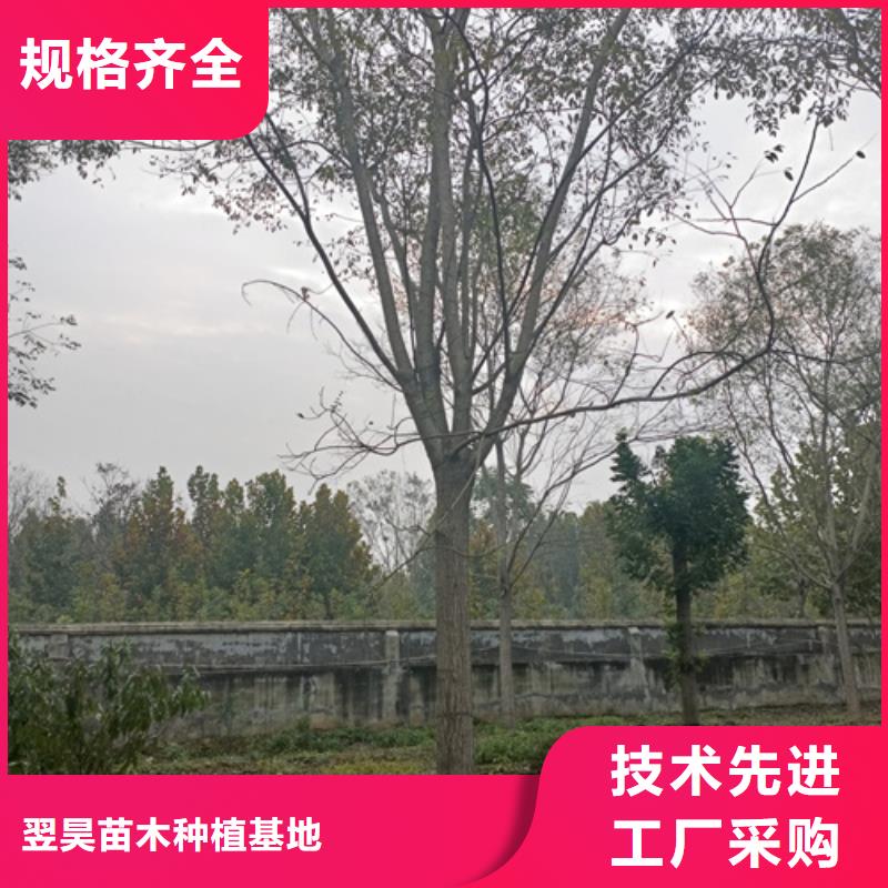 优选：法桐行情厂家