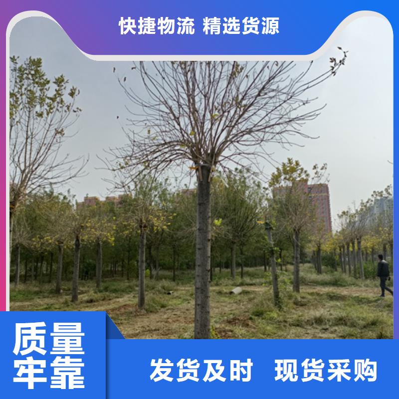 法桐小苗货源充足苗木基地