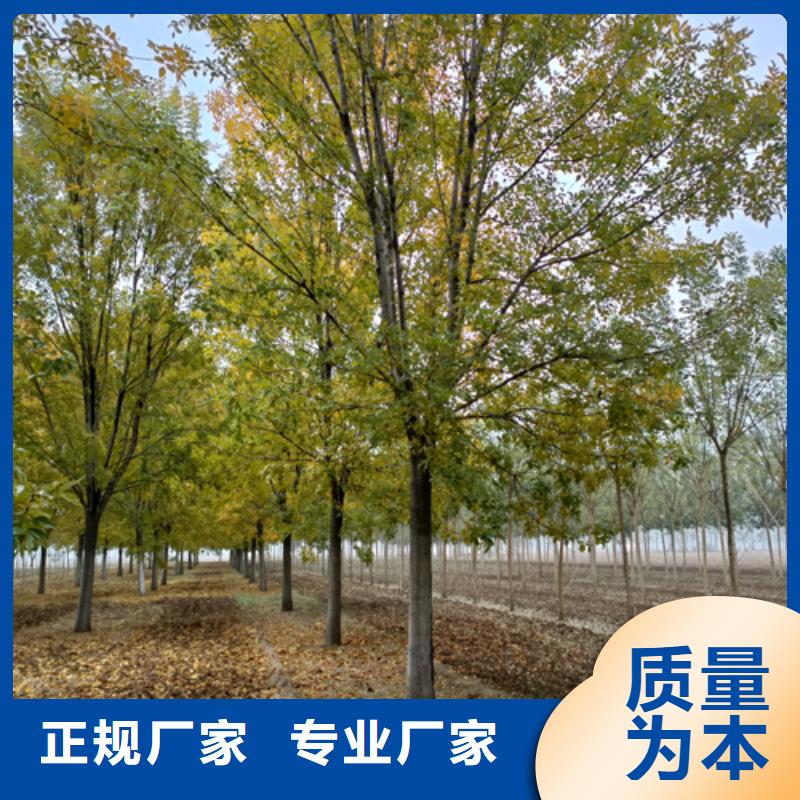 法桐小苗放心选择苗木基地