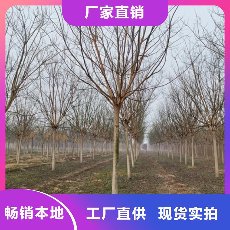 法桐价格种植基地绿化乔木