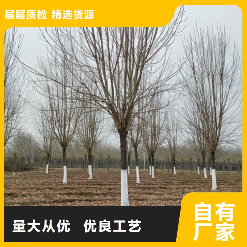 翌昊苗木种植基地造型法桐值得信赖