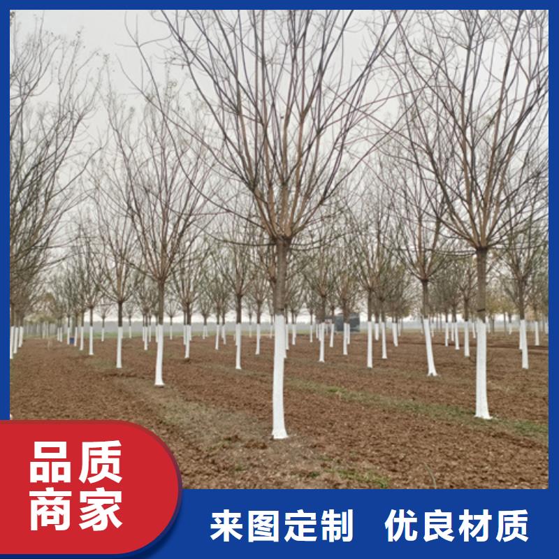 翌昊苗木种植基地造型法桐值得信赖