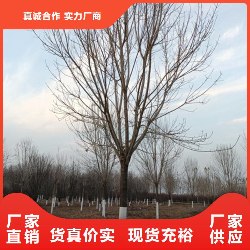 法桐小苗价格优惠苗木基地