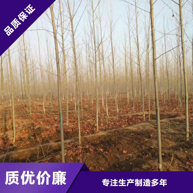 法桐价格种植基地绿化乔木