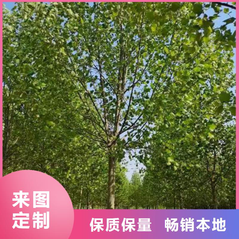 法桐小苗价格优惠苗木基地