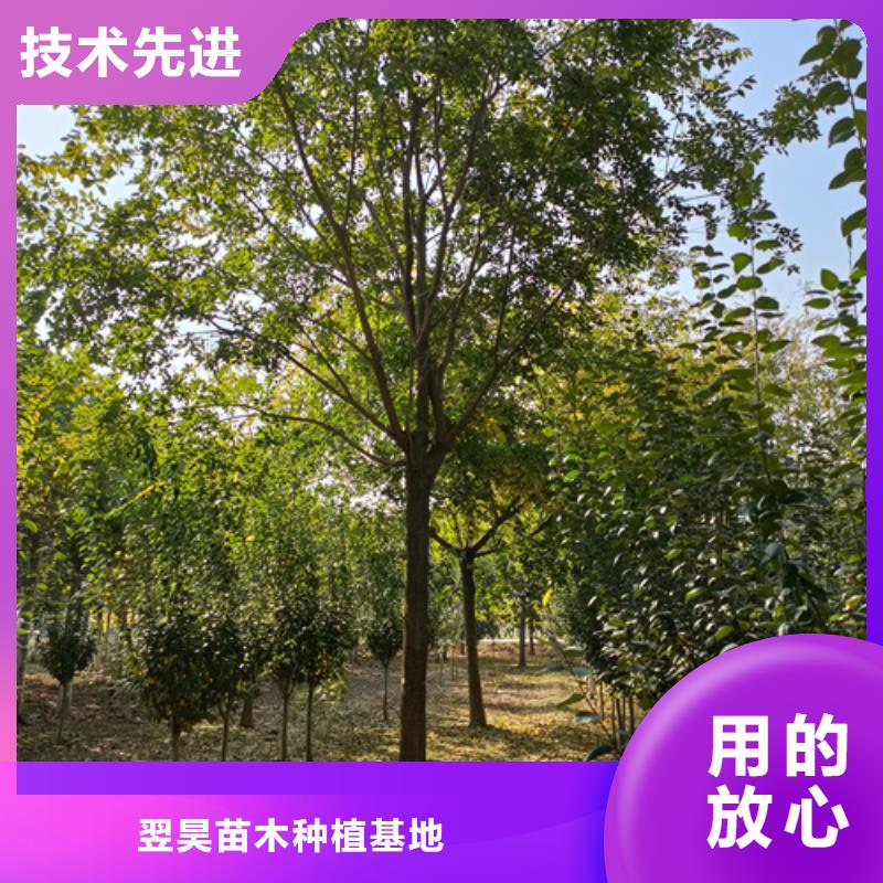 法桐小苗采购价格苗木基地