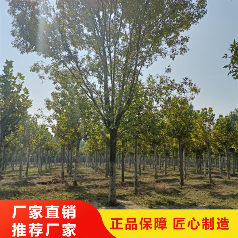 法桐价格种植基地绿化苗木