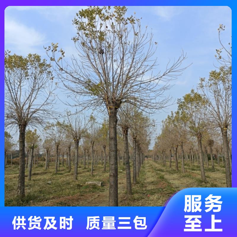 法桐现货供应苗木基地