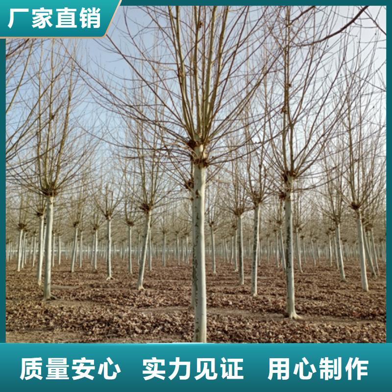 法桐价格种植基地绿化乔木