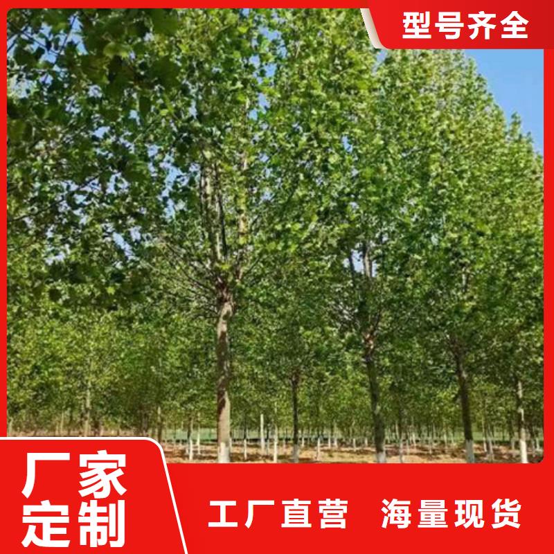 法桐小苗种植基地绿化苗木