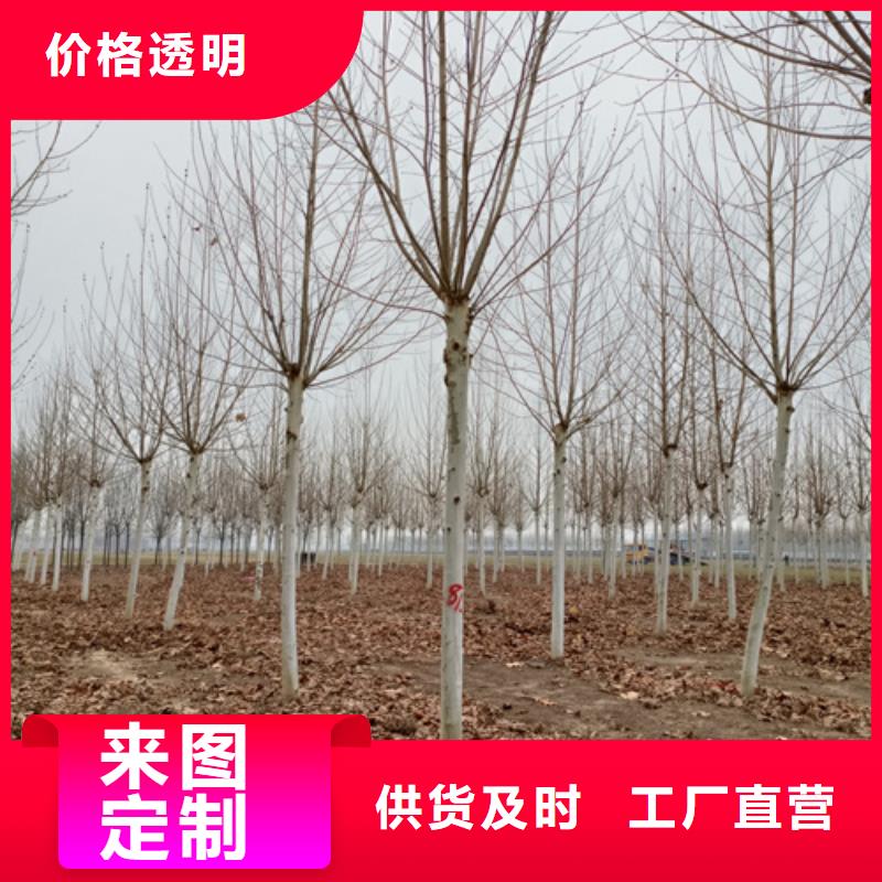 造型法桐质量可靠绿化乔木