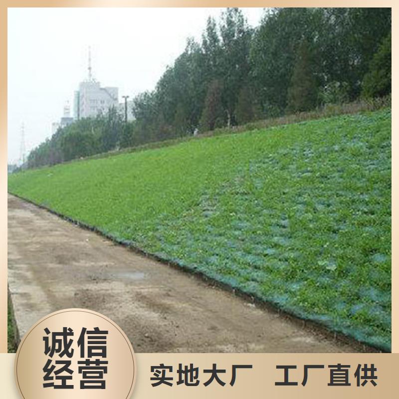 可接急单【中齐】三维植草护坡网垫-植被网厂家供应