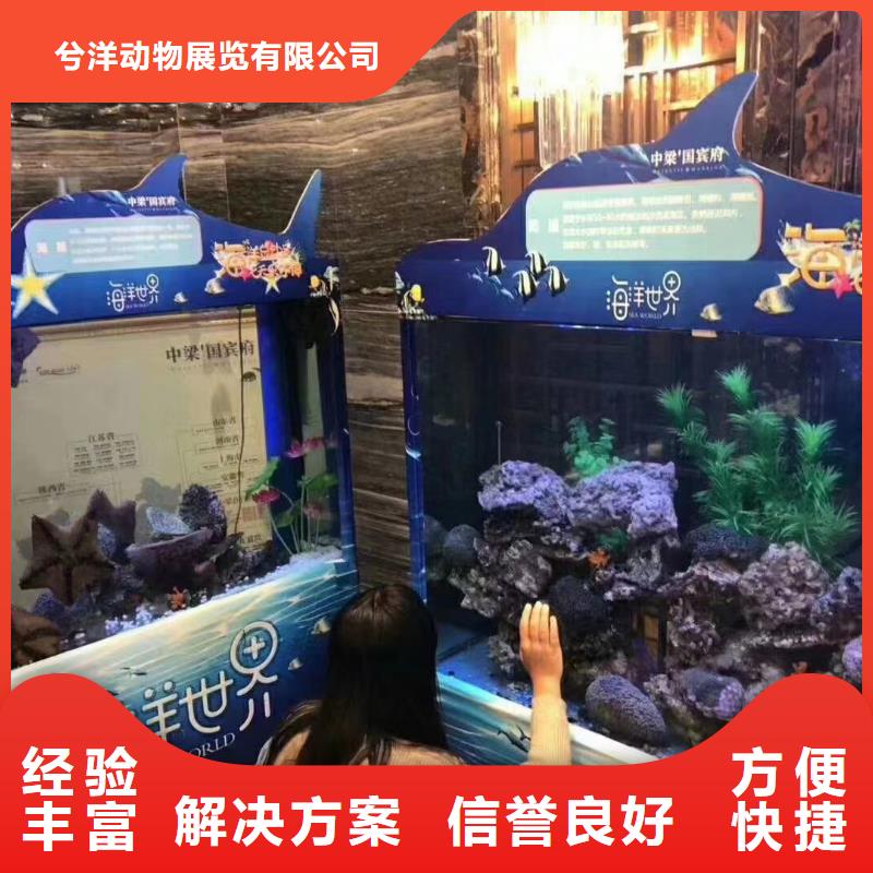 优惠的海洋生物展租赁