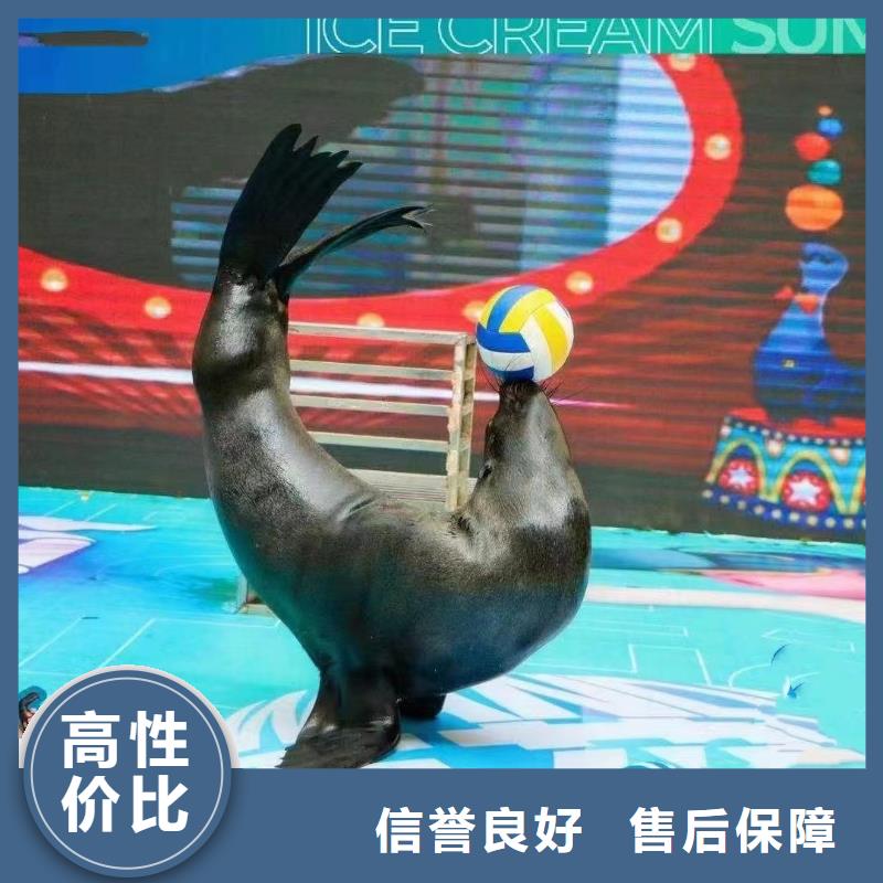上海生产企鹅出租活跃气氛