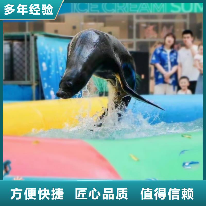 兮洋动物展览有限公司-<兮洋> 本地 海狮企鹅表演出租实力厂家