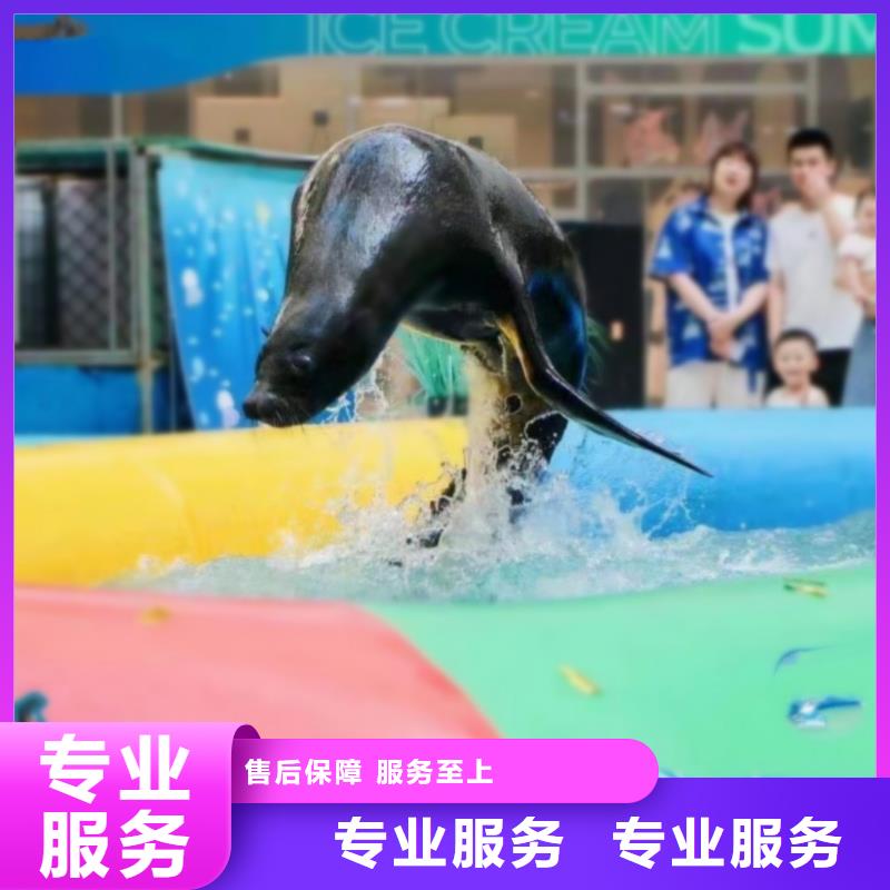 购买(兮洋)海洋主题动物表演海狮表演出租专业承接