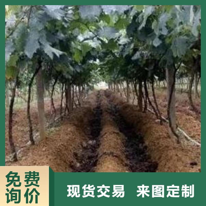 《香满路》山东潍坊潍城发酵羊粪增肥农田