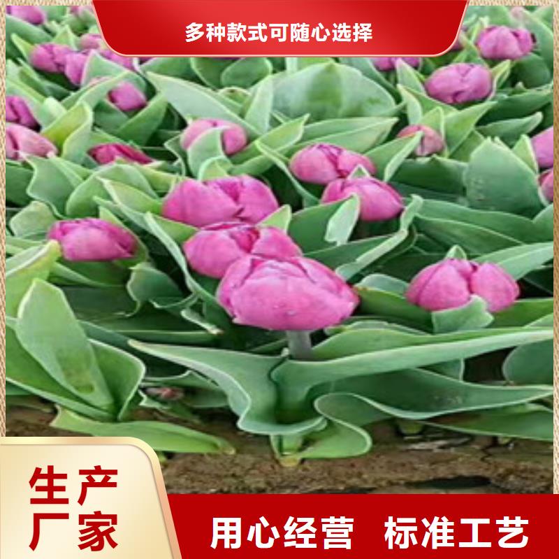 时令草花,鲁冰花/粉黛乱子草为您精心挑选