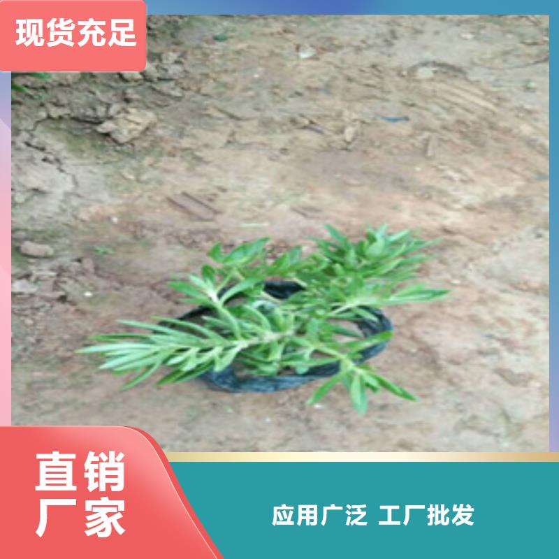 时令草花五一国庆草花批发厂家大量现货