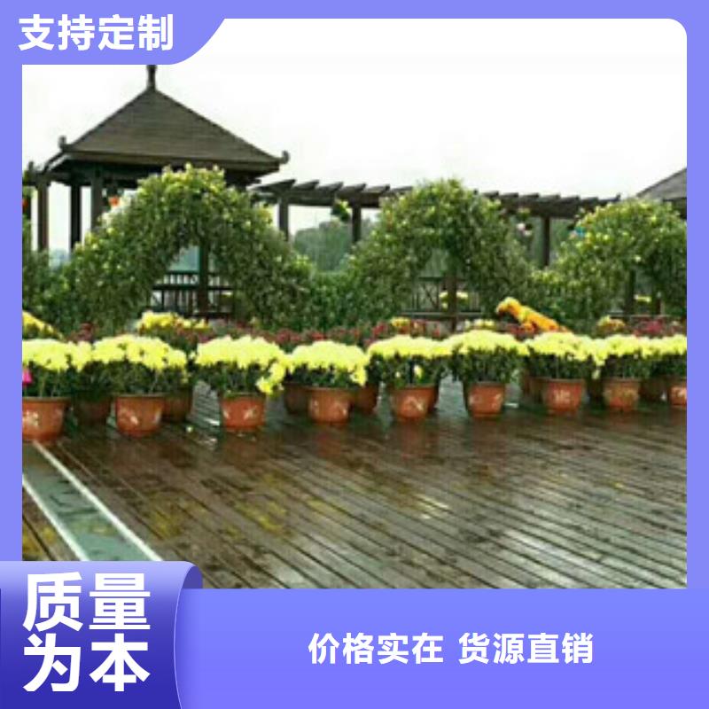 【时令草花宿根花卉基地 安装简单】