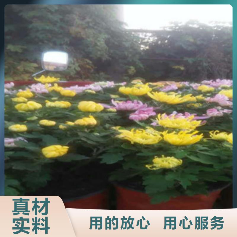 时令草花耐寒耐旱草花基地专业按需定制