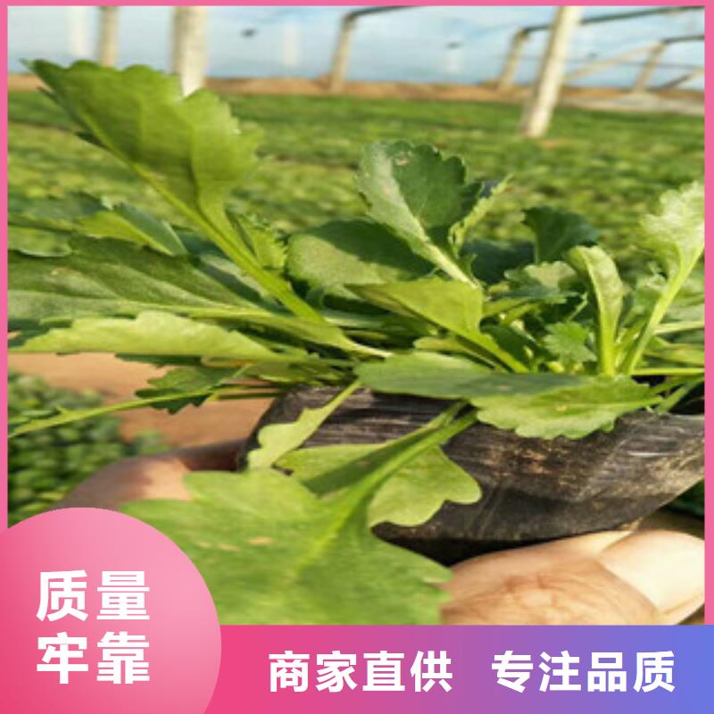 时令草花【花海景观工程】严格把关质量放心