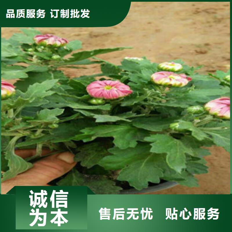 时令草花_水生植物/荷花睡莲讲信誉保质量