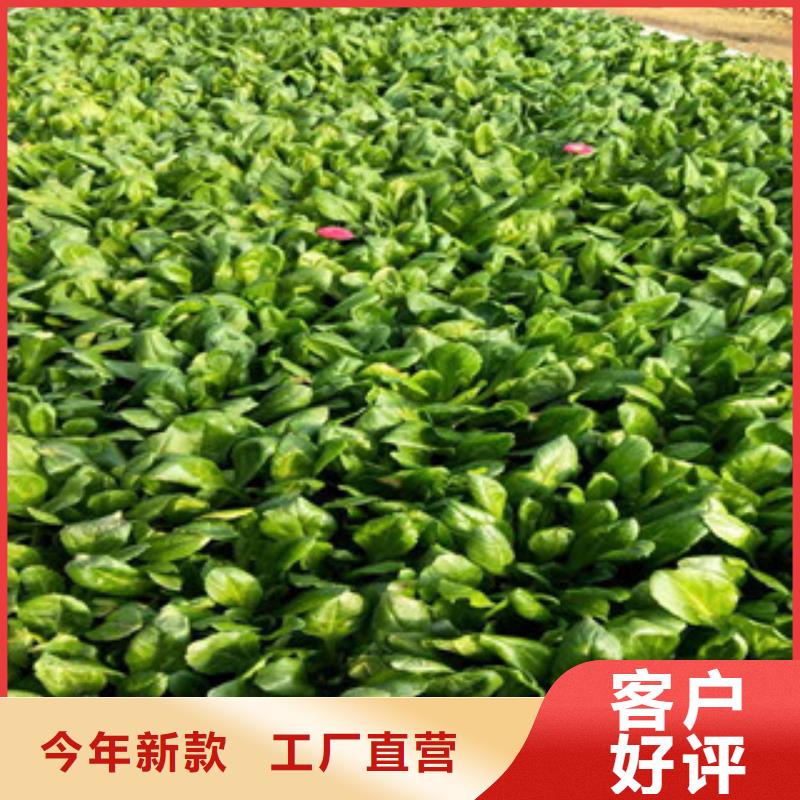 时令草花【花海景观工程】严格把关质量放心