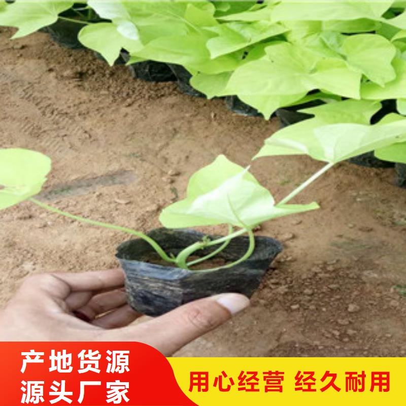 时令草花水生植物/荷花睡莲工艺层层把关