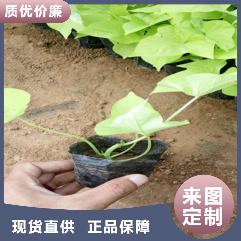 时令草花鲁冰花/粉黛乱子草交货准时