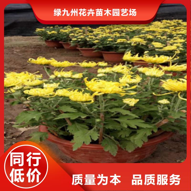 【时令草花柳叶马鞭草/薰衣草工厂现货供应】