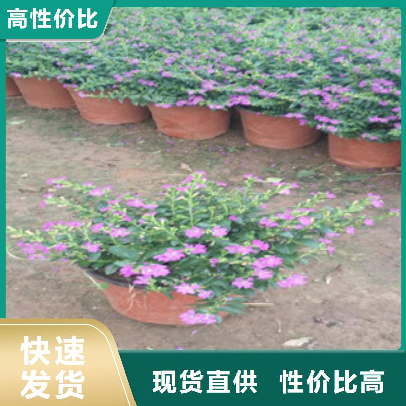 时令草花鲁冰花/粉黛乱子草实力厂家直销