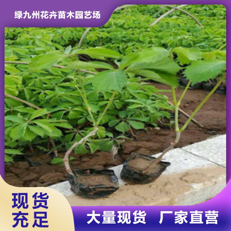 宿根花卉时令花卉/绿化草花价格货源充足