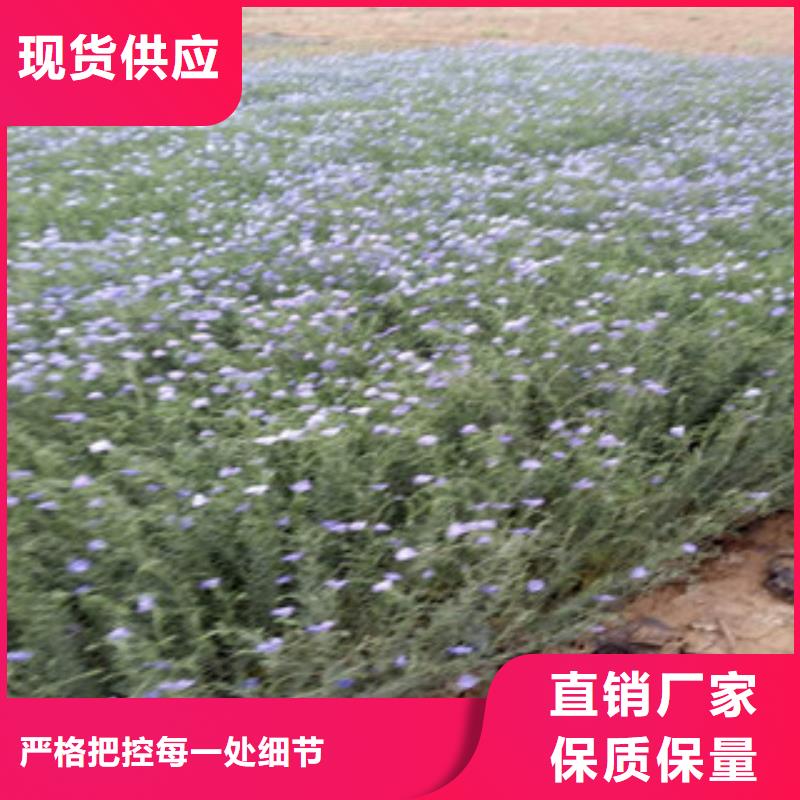 宿根花卉-鲁冰花/粉黛乱子草热销产品