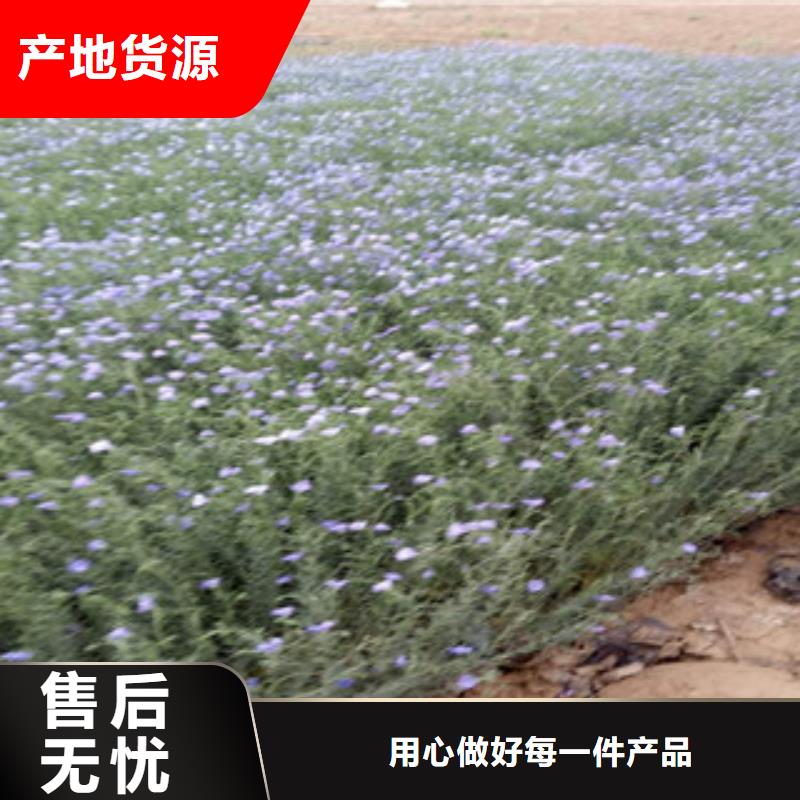 宿根花卉,水生植物/荷花睡莲厂家新品