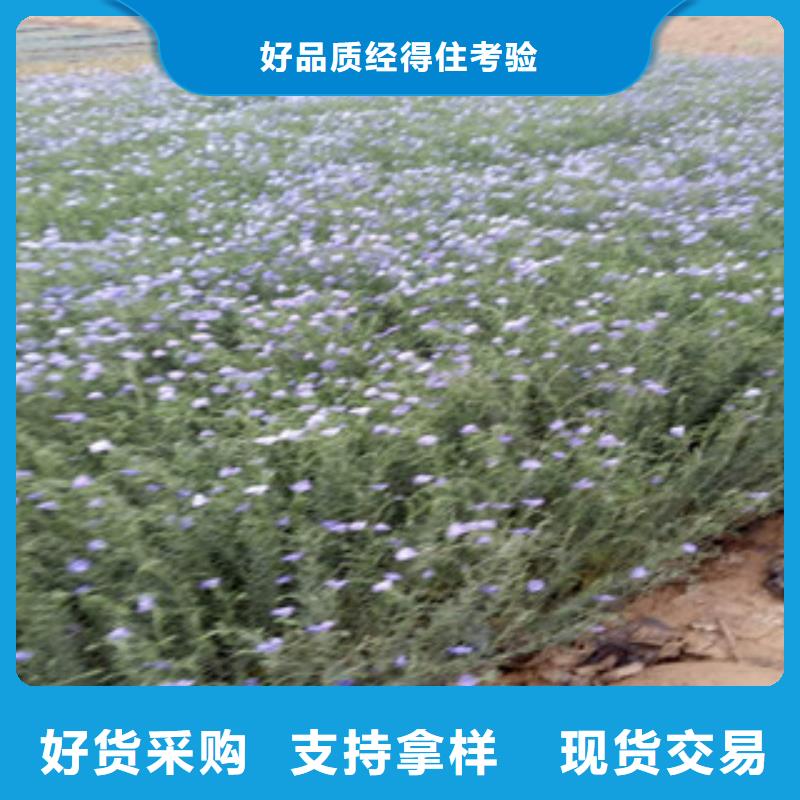 宿根花卉时令花卉/绿化草花价格货源充足