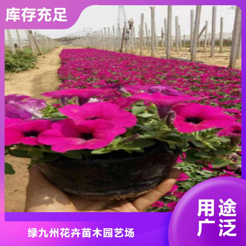 宿根花卉时令花卉/绿化草花价格自有生产工厂