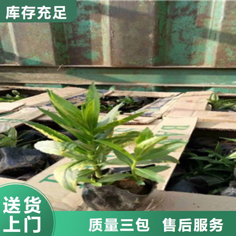 宿根花卉-耐寒耐旱草花基地一站式服务