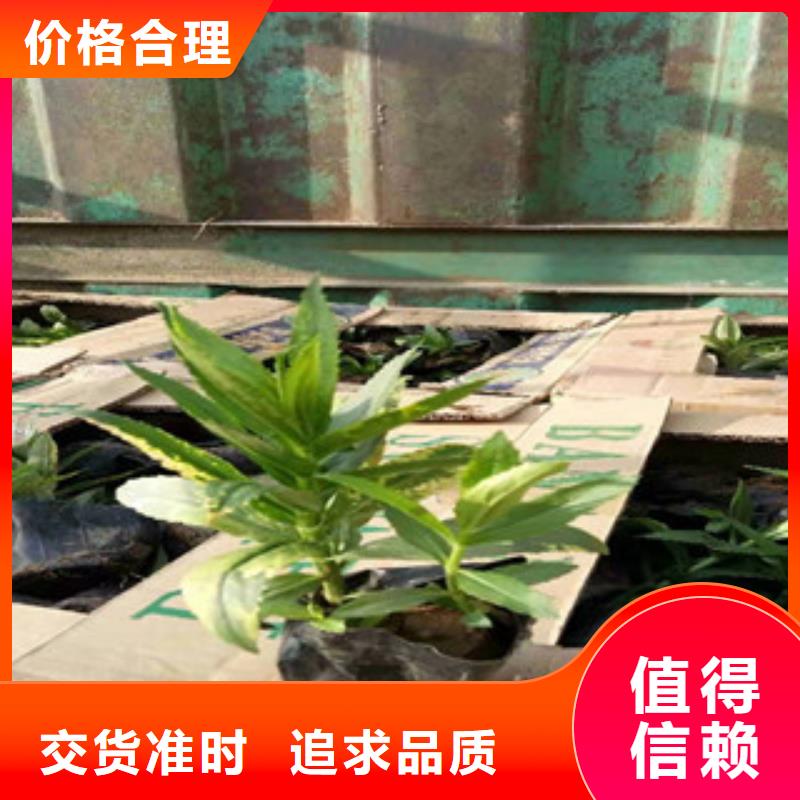 宿根花卉时令花卉/绿化草花价格甄选好厂家